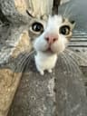 tunaur的个人资料图片